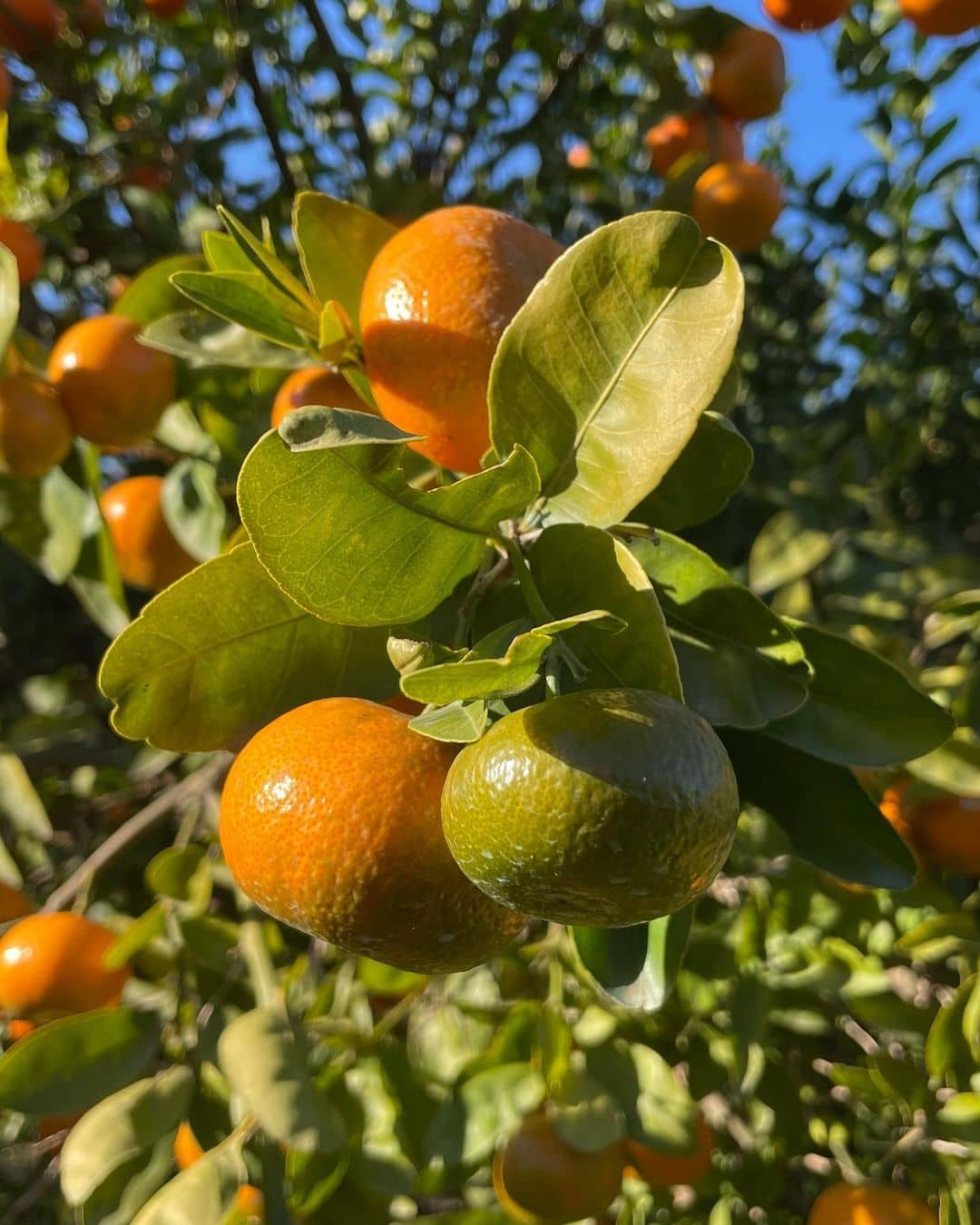 Tangerine Oil Citrus Reticulata Peel Oil Inciguide